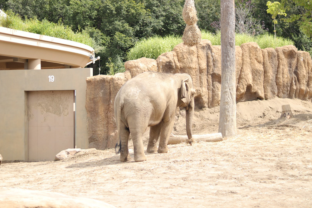 円山動物園「ゾウ薪配布会」｜ゾウが食べ残した枝を薪として活用